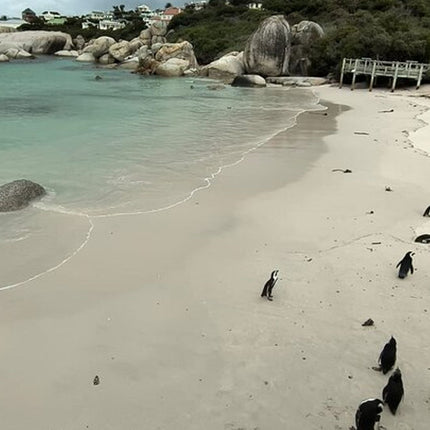 Boulders Penguins in Cape Town full day tour