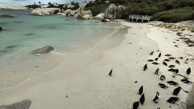 Boulders Penguins in Cape Town full day tour