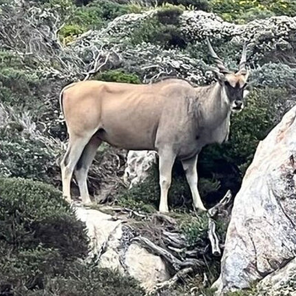 Table Mountain, Cape of Good Hope, Penguins and Sightseeing tour