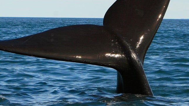 Whale Watching in Hermanus: Must-Do Activity in Cape Town, SA
