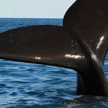 Whale Watching in Hermanus: Must-Do Activity in Cape Town, SA