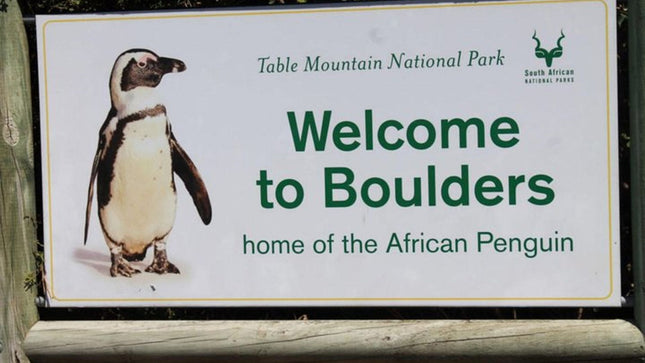 Cape Point Explore with Boulder's Penguins Small Group Day Tour