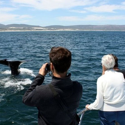 Whale Watching Tour in Hermanus