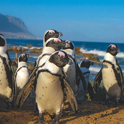 Whale Watching in Hermanus: Must-Do Activity in Cape Town, SA