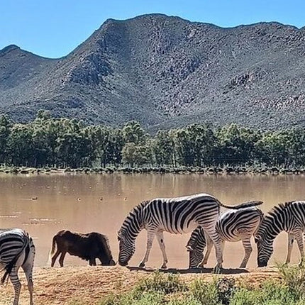 Sunset Big 5 Aquila Safari Snacks and Wine Tasting