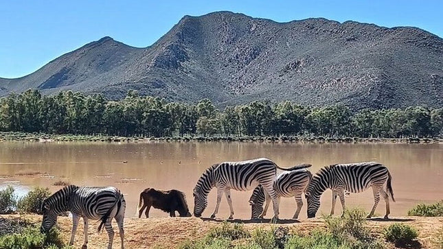 Sunset Big 5 Aquila Safari Snacks and Wine Tasting