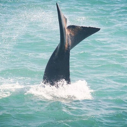 Whale Watching in Hermanus: Must-Do Activity in Cape Town, SA