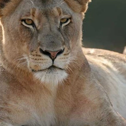 Cape Town: Small-Group Aquila Safari Tour with Wine Tasting