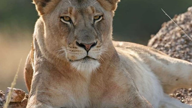 Cape Town: Small-Group Aquila Safari Tour with Wine Tasting