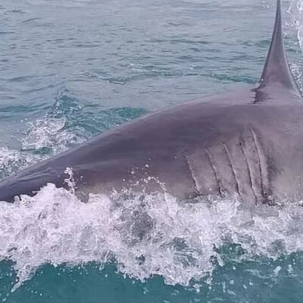 From Cape Town Shark Cage Diving and Viewing in Gansbaai