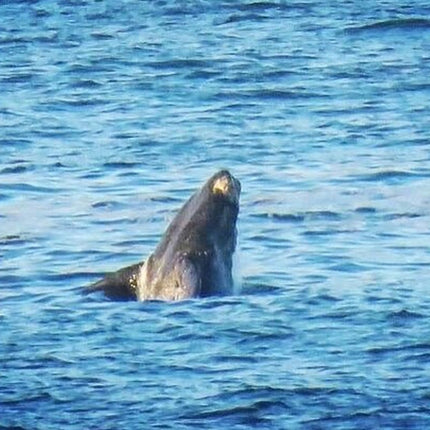 Whale Watching in Hermanus: Must-Do Activity in Cape Town, SA
