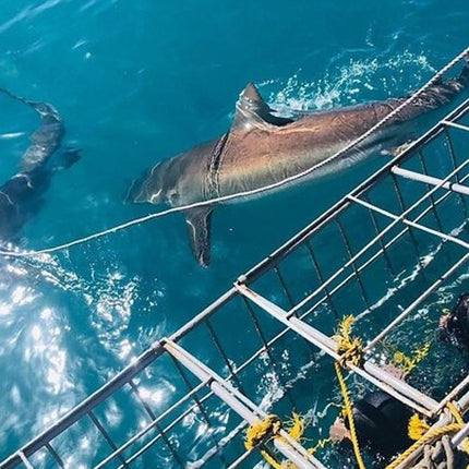 From Cape Town Shark Cage Diving and Viewing in Gansbaai