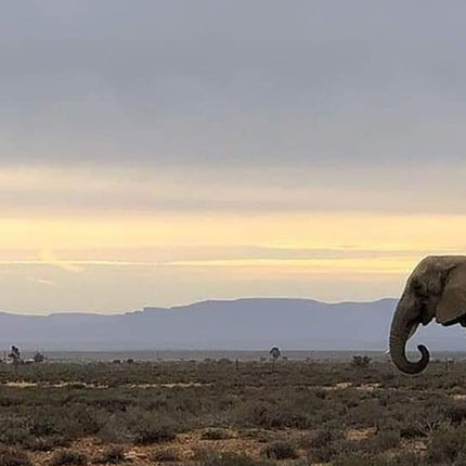 Cape Town Private Safari Transfer Service