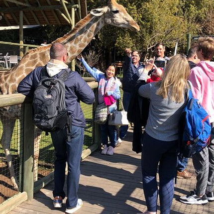 Unforgettable Lion Safari Adventure from Johannesburg