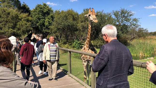 Cradle of Humankind with Lion Safari Combo from Johannesburg