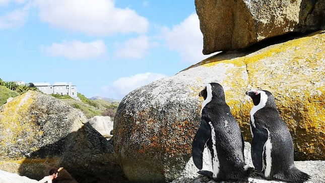 Penguin Time! Private Peninsula Experience.