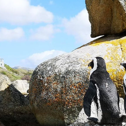 Penguin Time! Private Peninsula Experience.