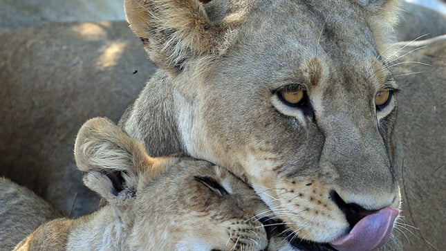 Inverdoorn Private Game Reserve Cape Town Tour