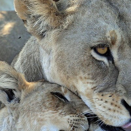 Inverdoorn Private Game Reserve Cape Town Tour