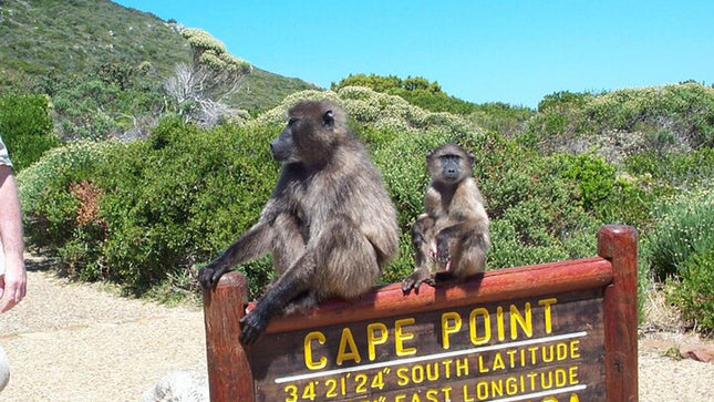 Table Mountain, Cape of Good Hope & Penguins
