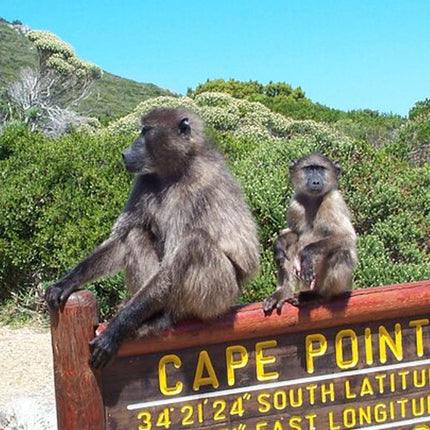 Table Mountain, Cape of Good Hope & Penguins