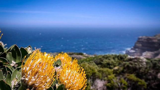 Cape Point Explore with Boulder's Penguins Small Group Day Tour
