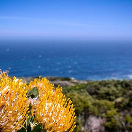Cape Point Explore with Boulder's Penguins Small Group Day Tour