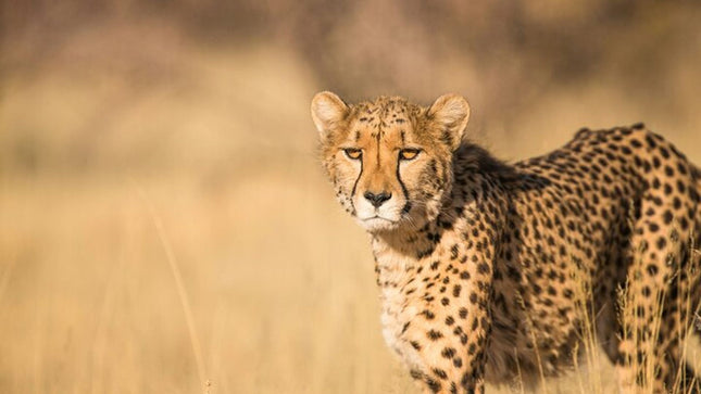 Bo-Kaap, Cheetah Outreach Firgrove & Stellenbosch Wine Tasting