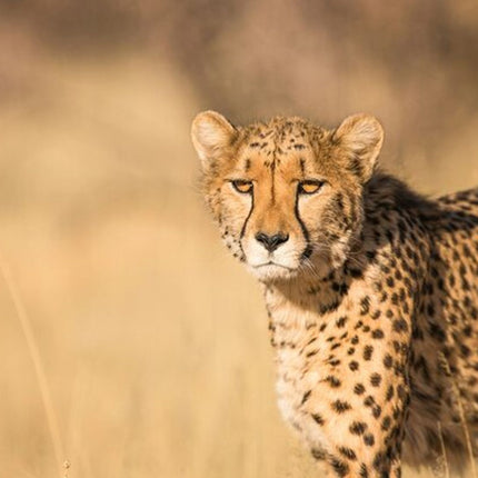 Bo-Kaap, Cheetah Outreach Firgrove & Stellenbosch Wine Tasting