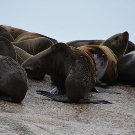 Boulders Penguins in Cape Town full day tour