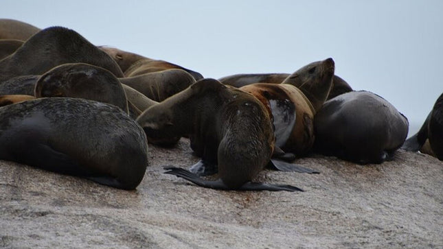 Boulders Penguins in Cape Town full day tour