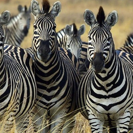 Sunset Safari Big 5 Aquila with Snacks and Wine Tasting