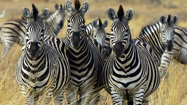 Sunset Safari Big 5 Aquila with Snacks and Wine Tasting