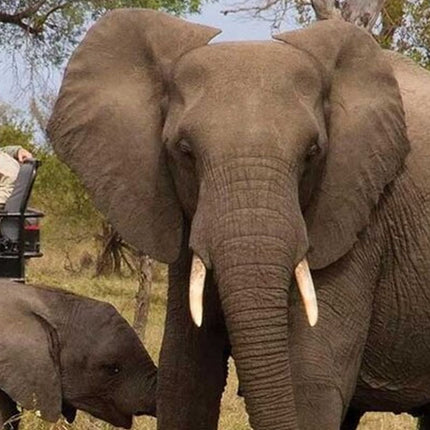 7 Days Safari - Isimangaliso, Hluhluwe & Drakensberg from Durban