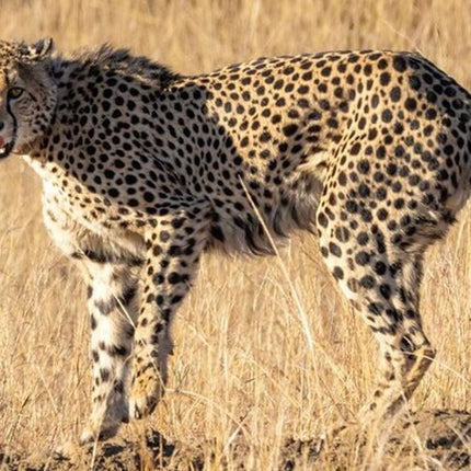 Full day tour: Cheetah outreach, Stellenbosch and Giraffe House