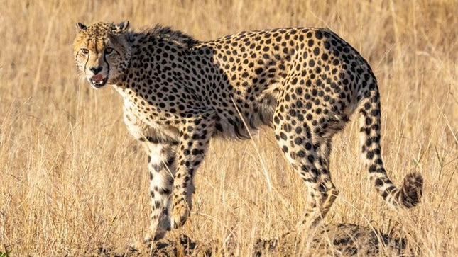 Full day tour: Cheetah outreach, Stellenbosch and Giraffe House