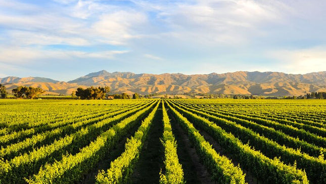 Combo Marine Wildlife Cruise & Winelands Full Day Tour in CT