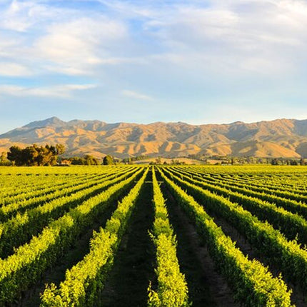 Combo Marine Wildlife Cruise & Winelands Full Day Tour in CT
