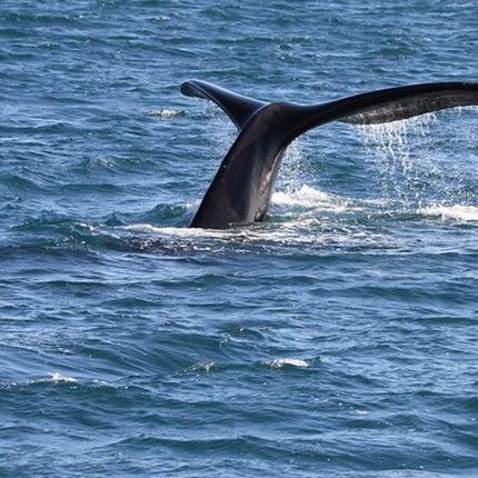 Whale Watching in Hermanus: Must-Do Activity in Cape Town, SA