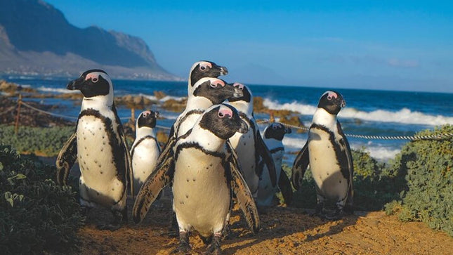 Whale Watching in Hermanus: Must-Do Activity in Cape Town, SA