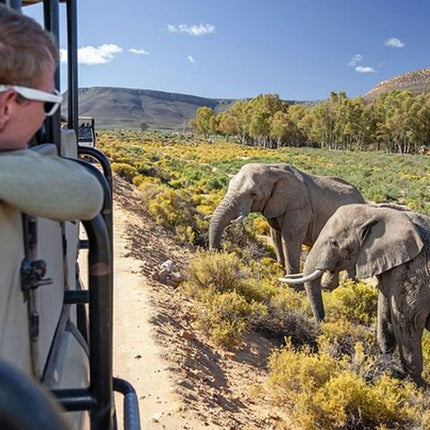 Early Morning Safari Big Five Experience