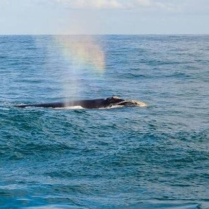 Whale Watching Tour in Hermanus