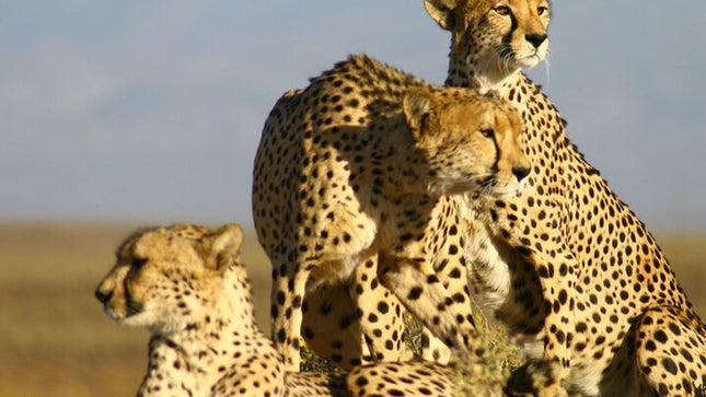Bo-Kaap, Cheetah Outreach Firgrove & Stellenbosch Wine Tasting