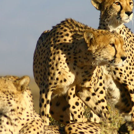 Bo-Kaap, Cheetah Outreach Firgrove & Stellenbosch Wine Tasting