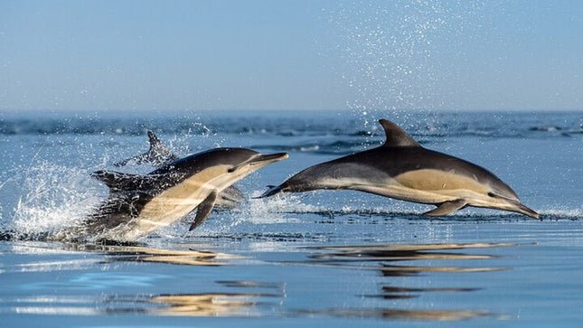 Combo Marine Wildlife Cruise & Winelands Full Day Tour in CT