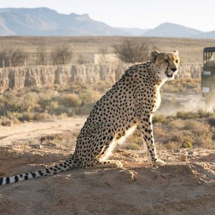 Cape Town Inverdoorn Game Reserve Tour