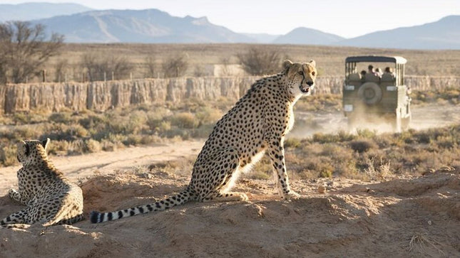 Cape Town Inverdoorn Game Reserve Tour
