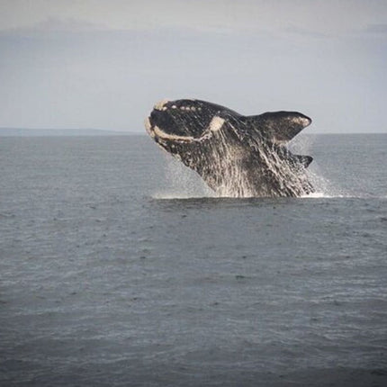 Whale Watching in Hermanus: Must-Do Activity in Cape Town, SA