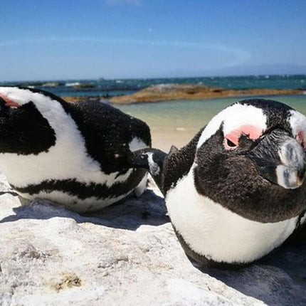 Half-Day Cape Peninsula Tour from Cape Town