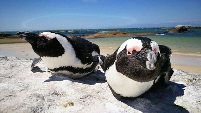Half-Day Cape Peninsula Tour from Cape Town